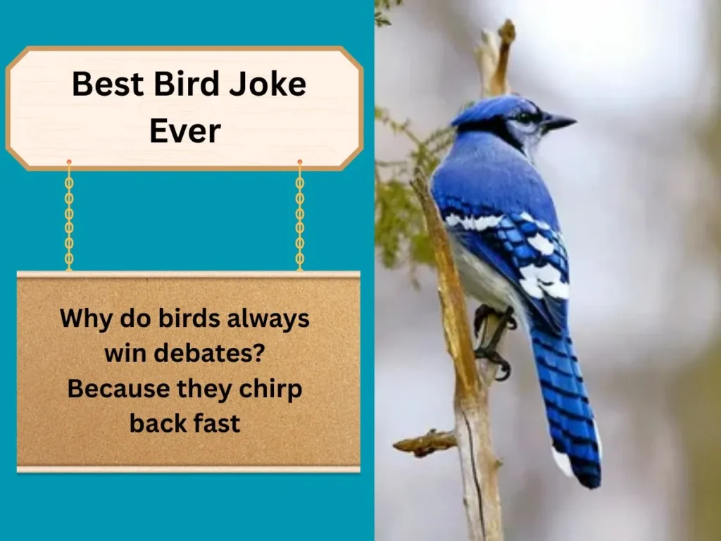  Best Bird Joke Ever