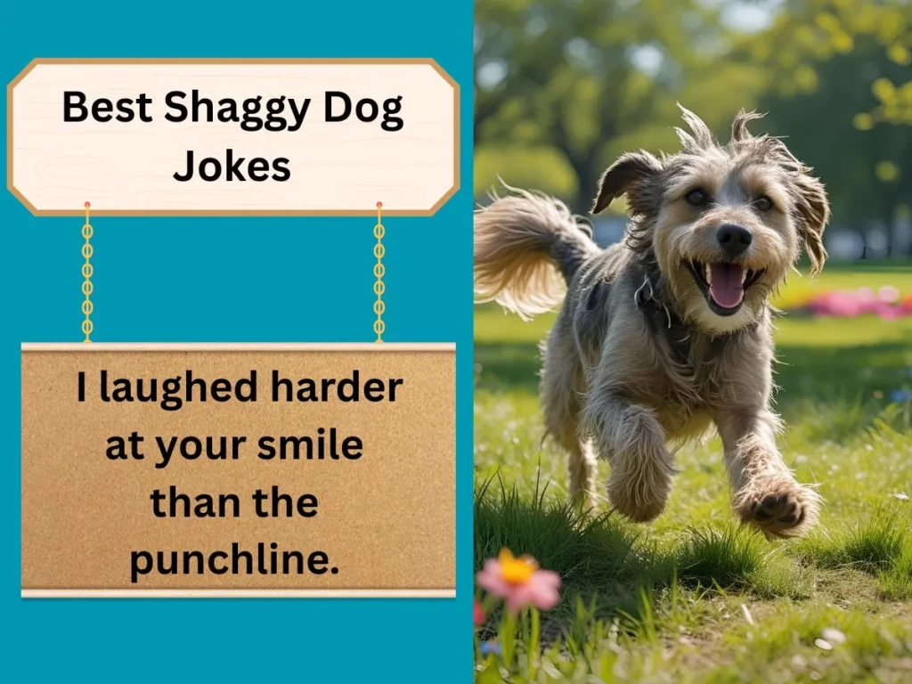 Best Shaggy Dog Jokes