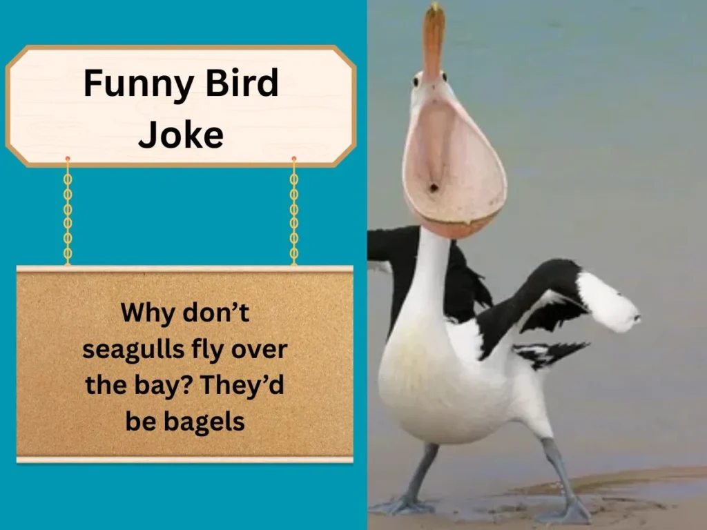 Funny Bird Joke