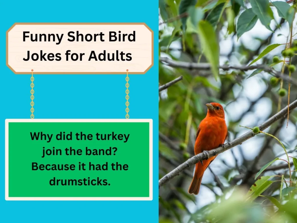 Funny Short Bird Jokes for Adults 