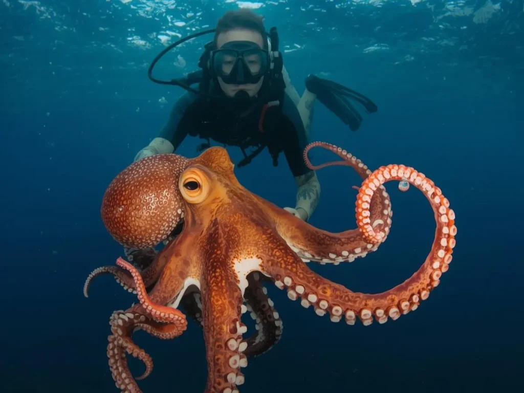 How Many Tickles Does It Take to Tickle an Octopus