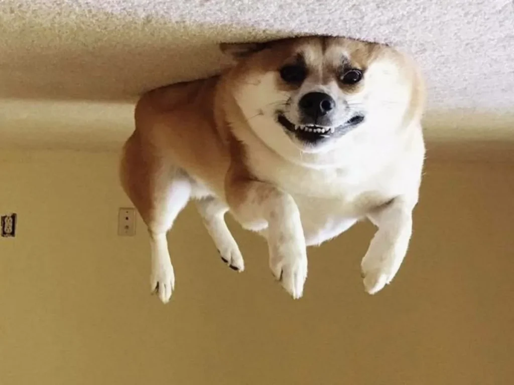 It Smells Like Updog in Here