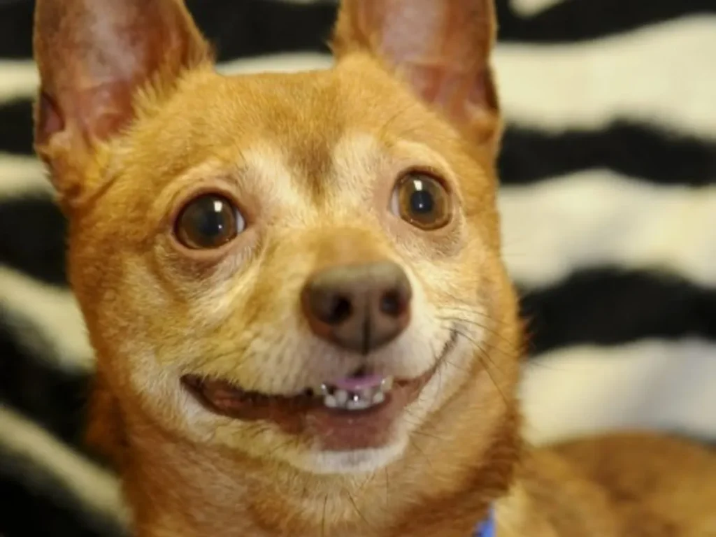 Jokes Like It Smells Like Updog