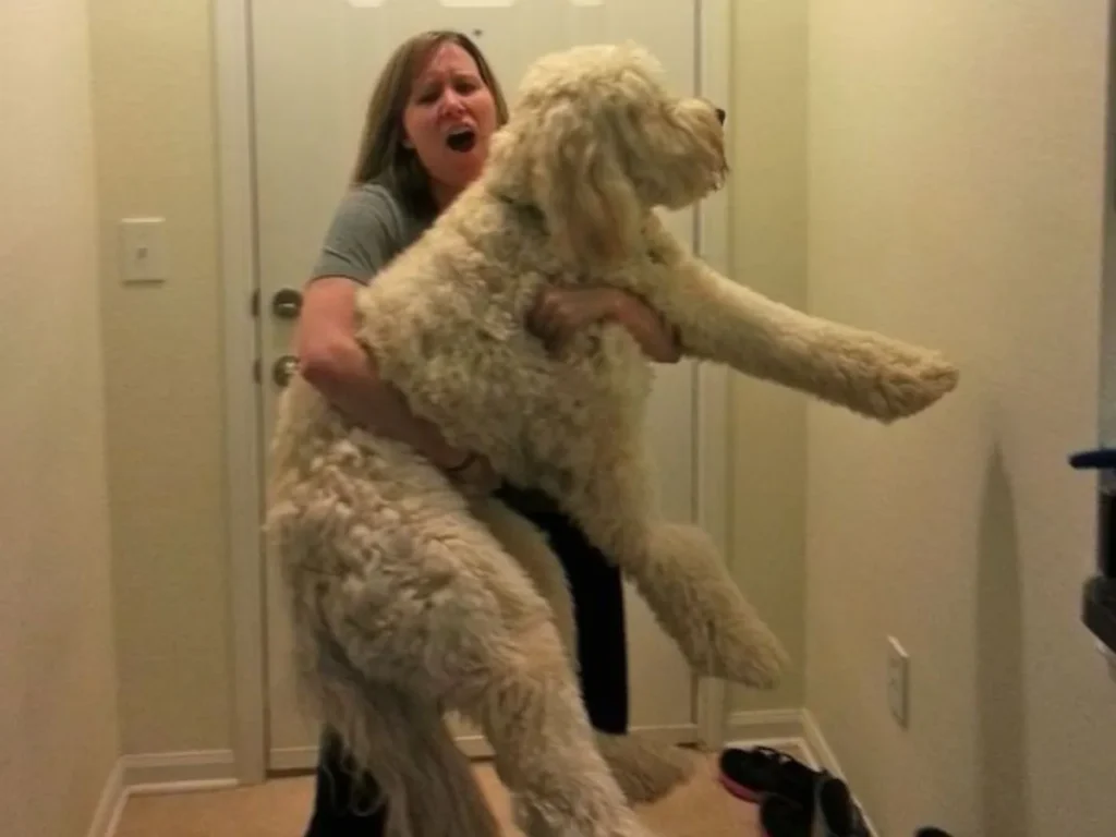  Jokes Like What’s Updog