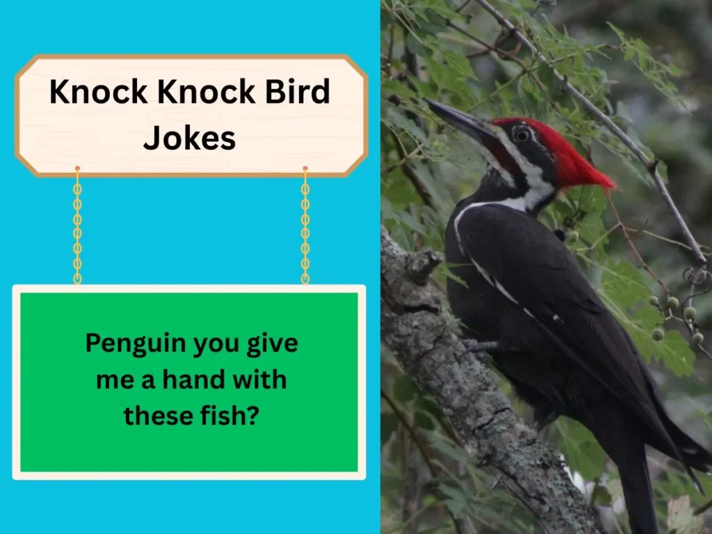Knock Knock Bird Jokes