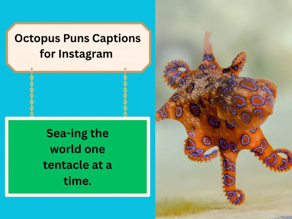Octopus Puns Captions for Instagram 