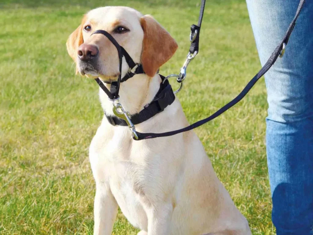 Short Jokes Similar to Updog