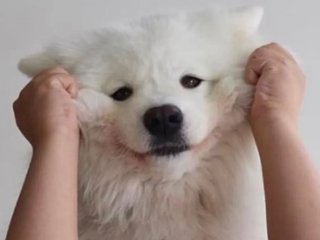  Similar Jokes to Updog