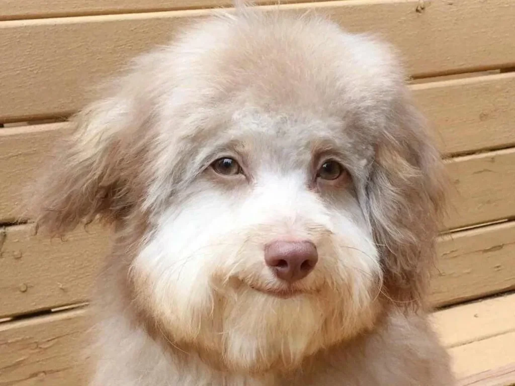 Smells Like Updog Jokes