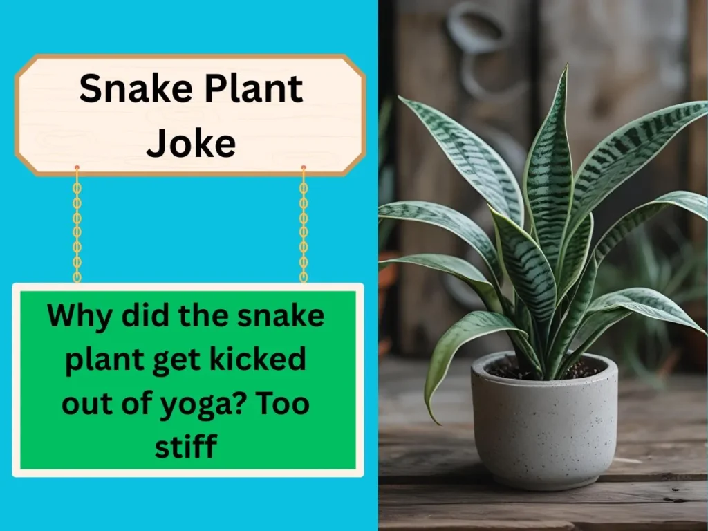 Snake Plant Joke