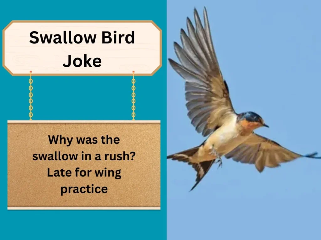 Swallow Bird Joke