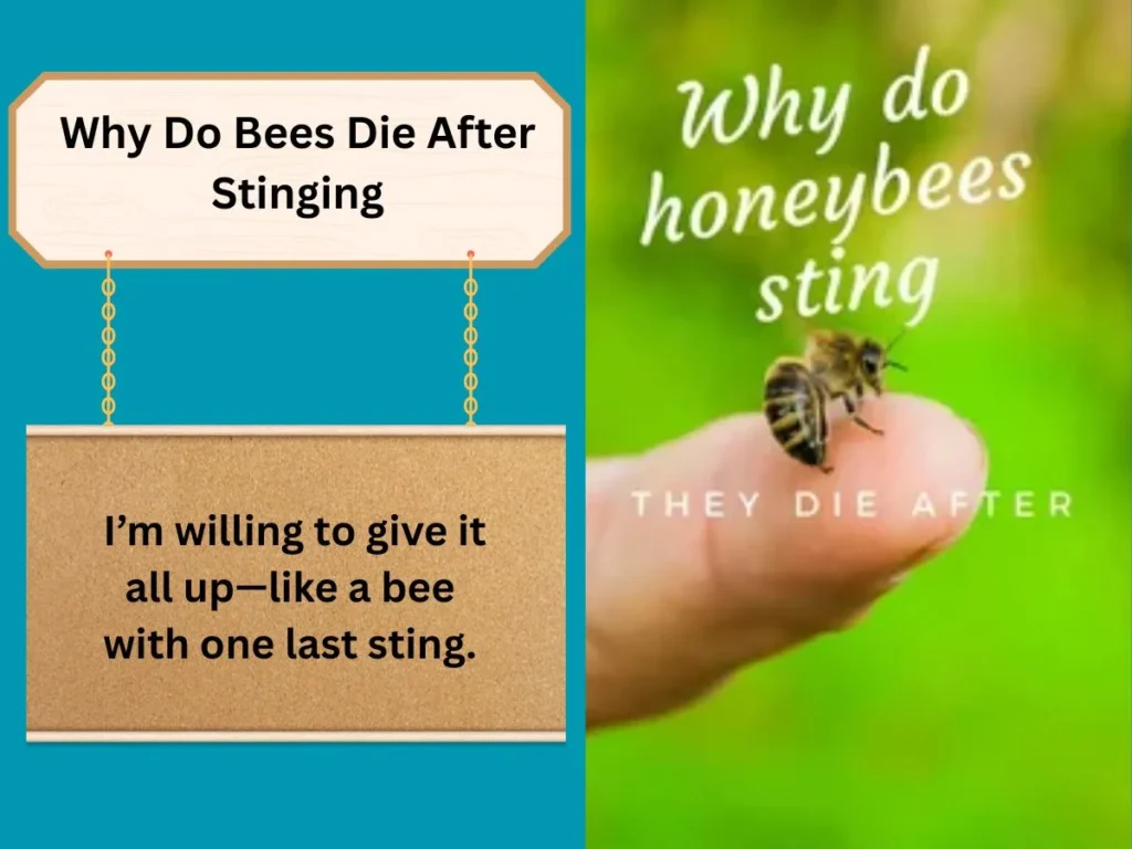 Why Do Bees Die After Stinging