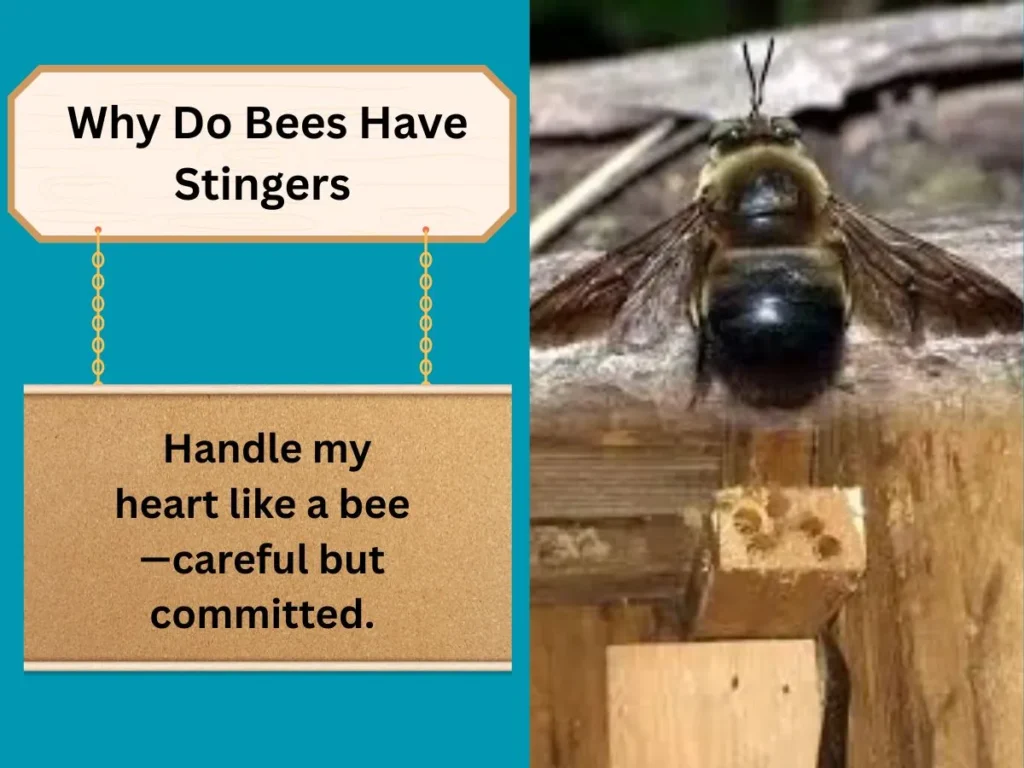  Why Do Bees Have Stingers