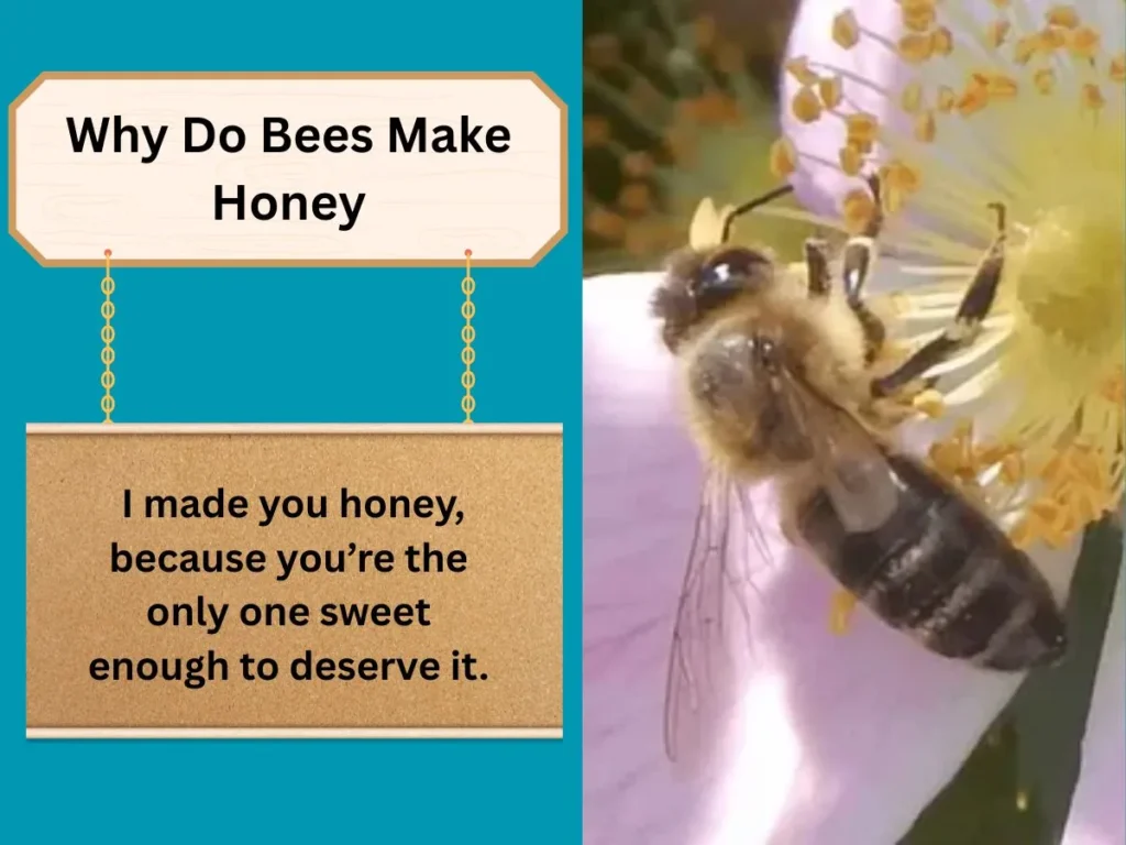 Why Do Bees Make Honey