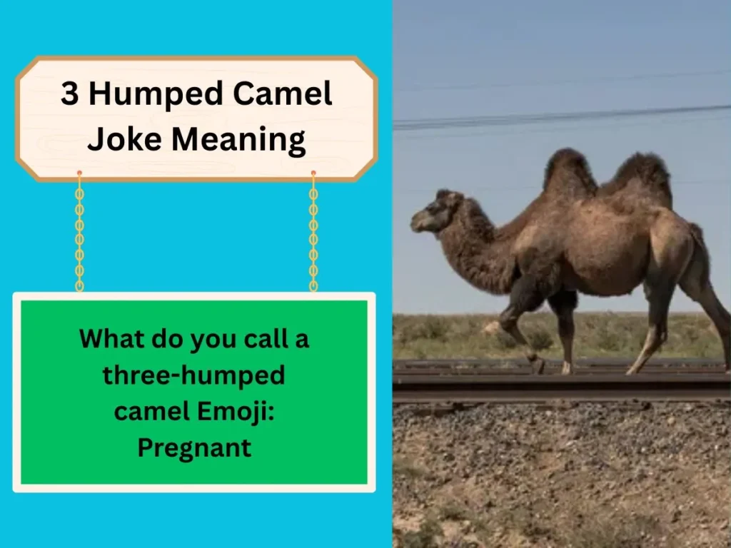 3 Humped Camel Joke Meaning