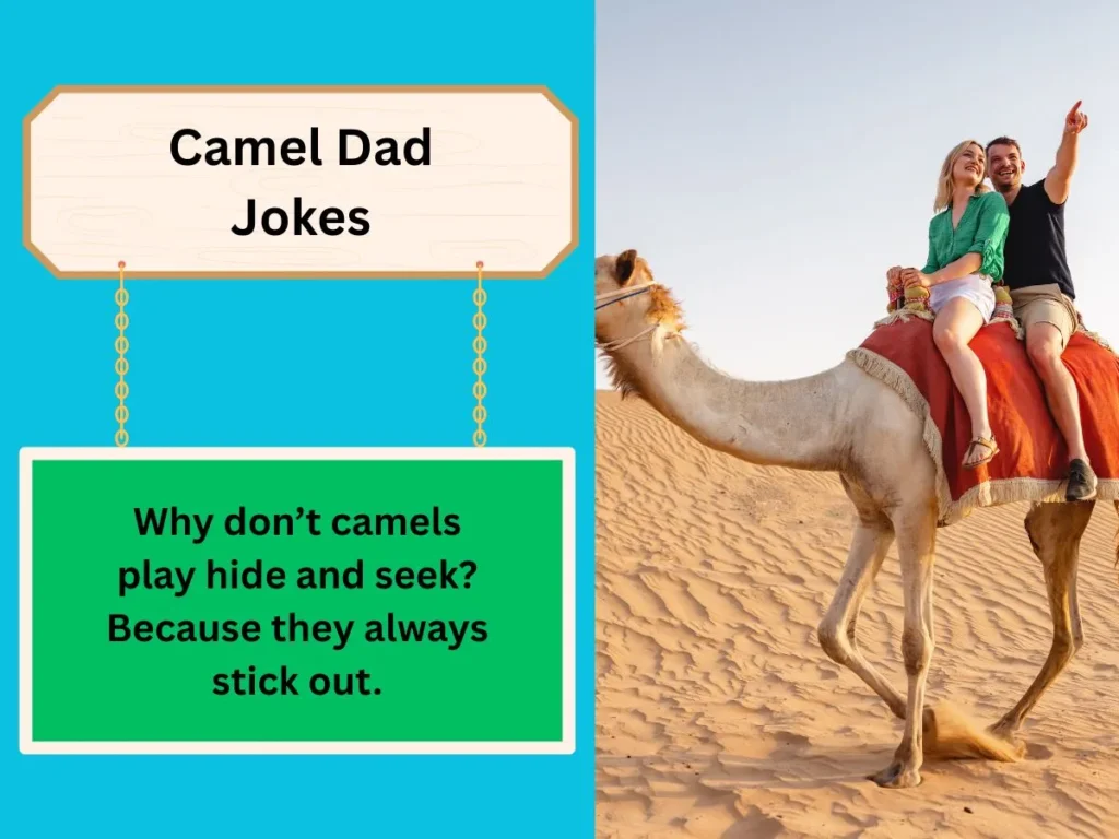 Camel Dad Jokes