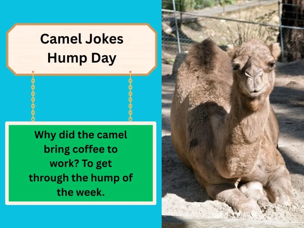 Camel Jokes Hump Day