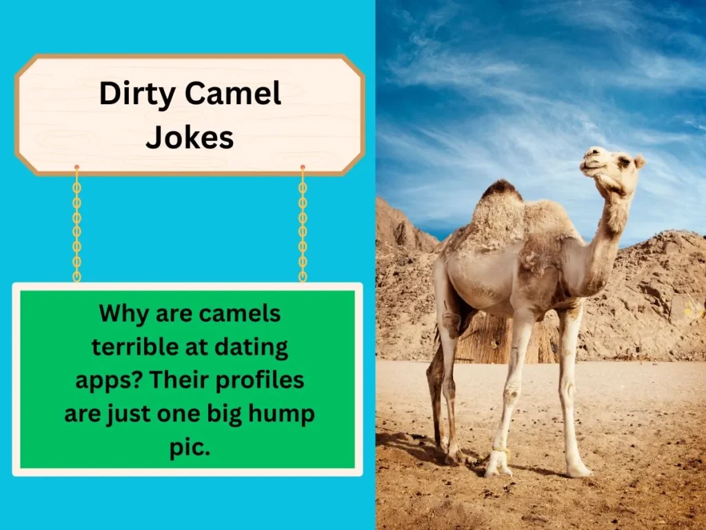 Dirty Camel Jokes