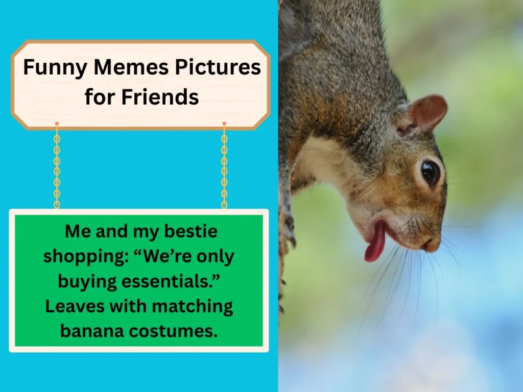 Funny Memes Pictures for Friends