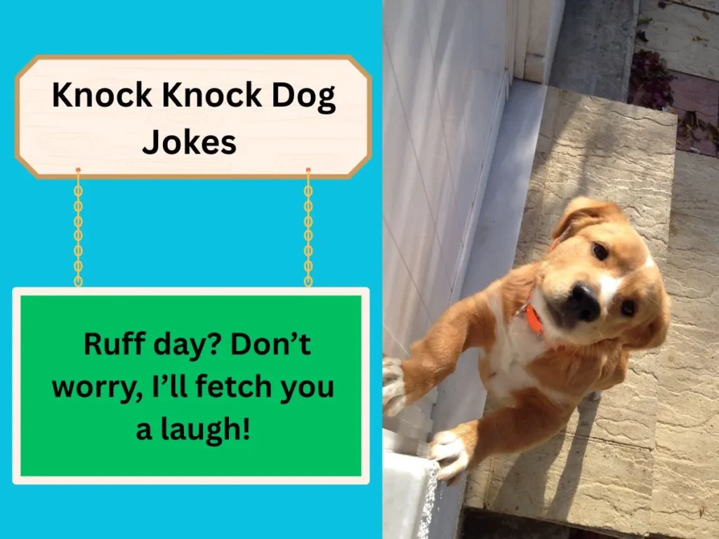 Knock Knock Dog Jokes