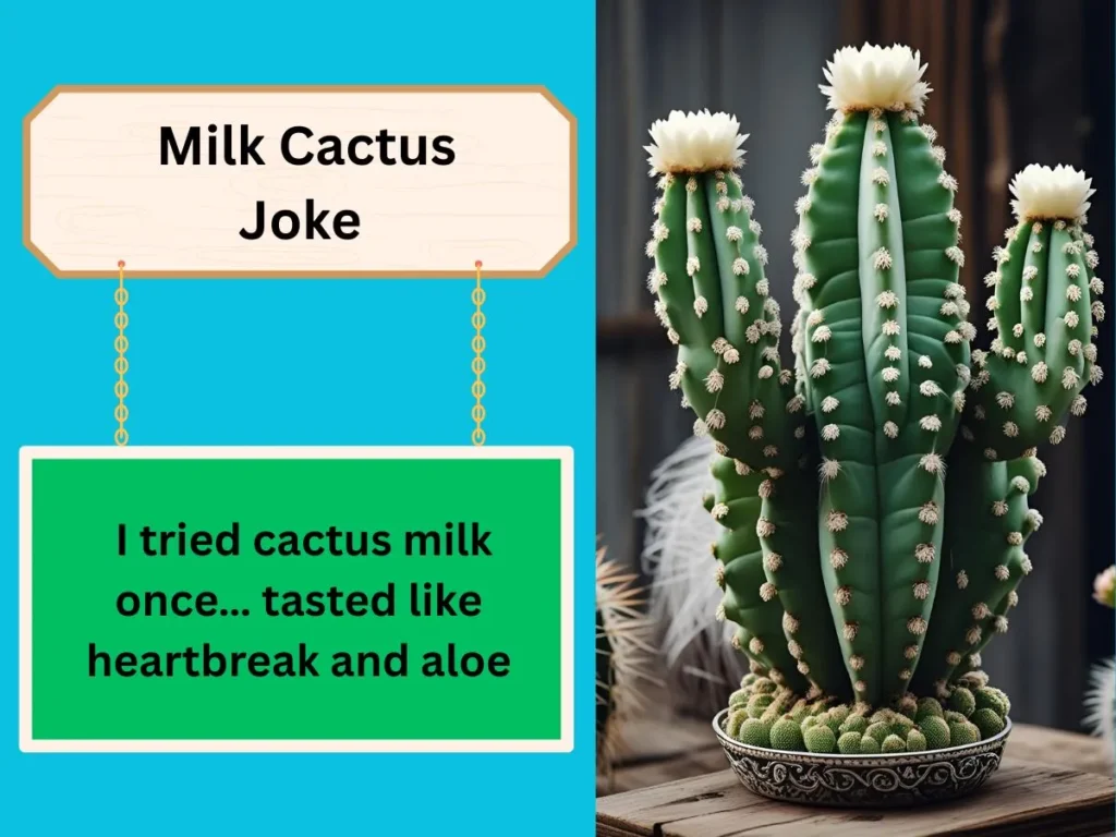 Milk Cactus Joke