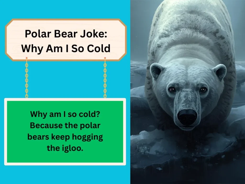 Polar Bear Joke: Why Am I So Cold