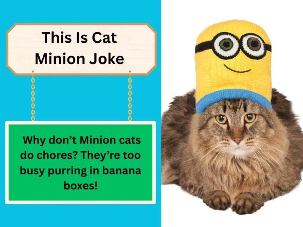 This Is Cat Minion Joke