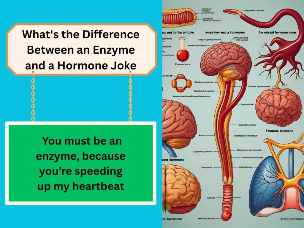 What's the Difference Between an Enzyme and a Hormone Joke