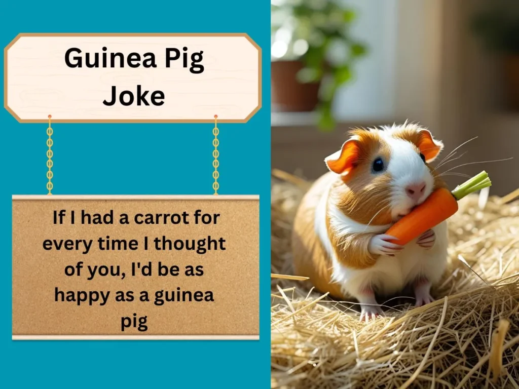 Guinea Pig Joke