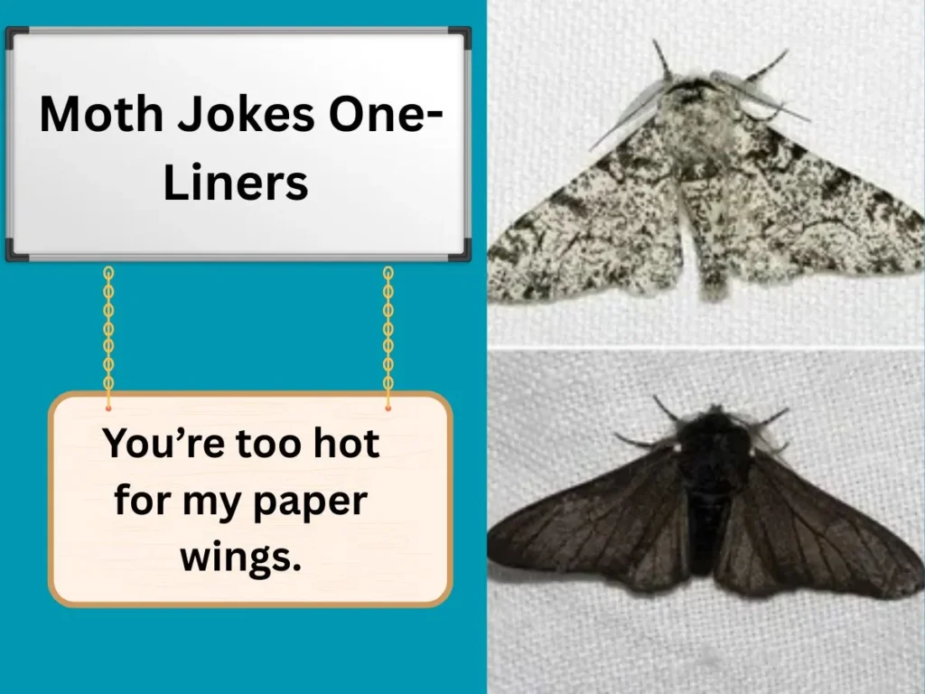 Moth Jokes One-Liners