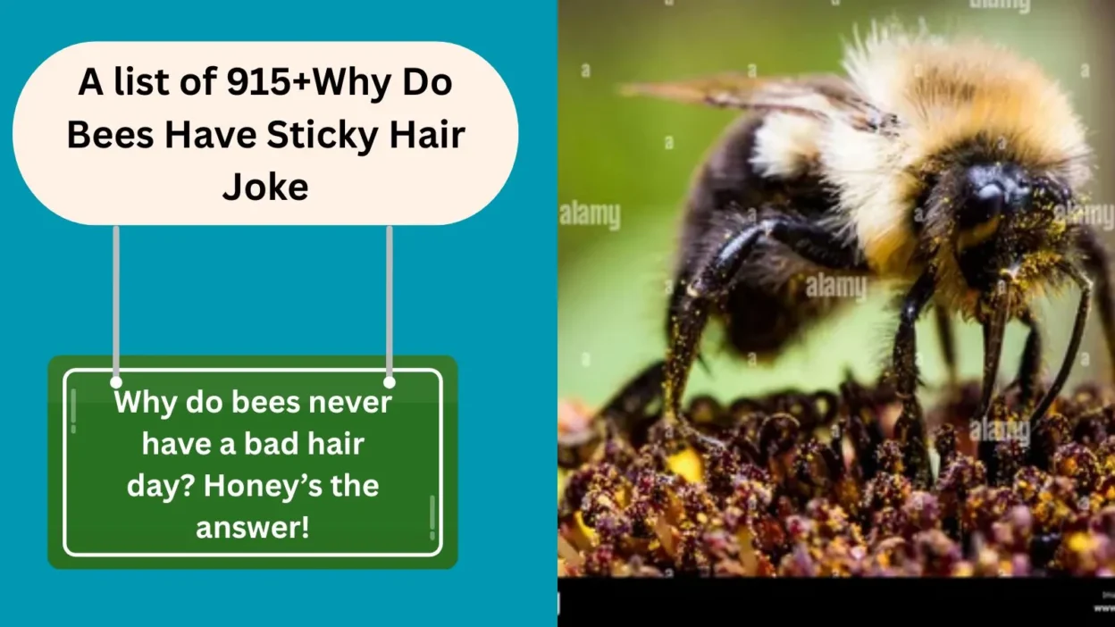 Why Do Bees Have Sticky Hair Joke