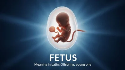 Fetus Mean in Latin